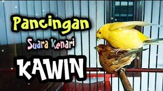 Pancingan Suara Kenari Kawin