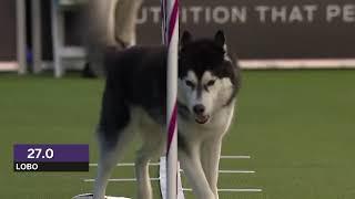 Dogs husky vs border collie agility