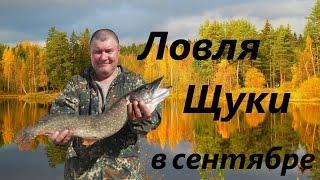 Autumn catching of a pike Selivanovsky reservoir