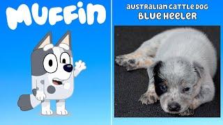 130 Bluey Characters EVERY DOG BREED inspiration for Bluey season 12 and 3 in REAL LIFE