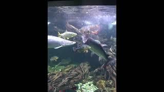 IKAN CHANNA & ARAPAIMA BAKU HANTAM #shorts