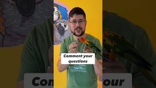 Training parrots Q&A with Conure Ringneck and Cockatiel #birds