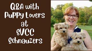 Q&A With Puppy Lovers SVCC Toy Schnauzers & Schnoodles