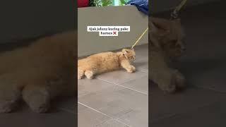 kucing lucu #short #shorts #kucing #cat #cats