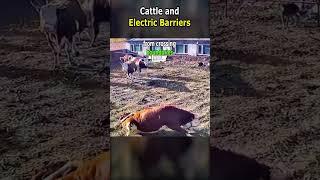 Cattle and Electric Barriers