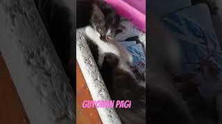 kucing blacky guyonan pagi2