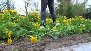 Well worn Nike Air Max 90 stomp trample and destroy flowers