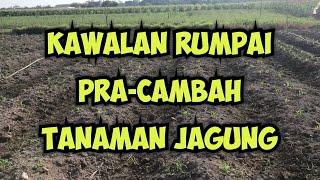 Teknik @ Cara Kawalan Rumpai Pra-Cambah Tanaman Jagung  Pre-Emergence