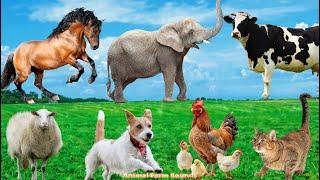 Lovely Animal Moments Cow Sheep Dog Cat Chicken Elephant  - Animal Sounds