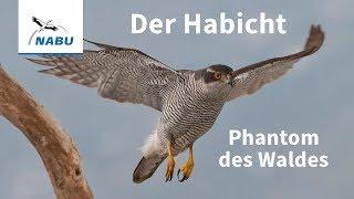 Der Habicht Vogel des Jahres 2015