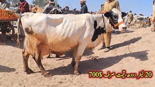 Malumor Mandi Jhang 2023 • Cows Fresh Rates Update • Punjab Sasti Cow Mandi • Pk Janwar