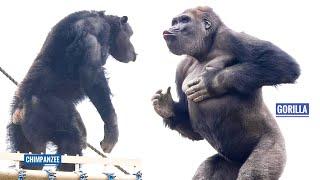 غوريلا تستعرض قوتها أمام الشمبانزي. عائلة الشعباني