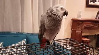 Important Parrot Taming Information With Cody The African Grey  PARROT TALK