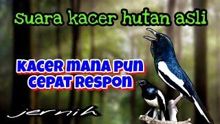 SUARA BURUNG KACER ASLI HUTAN pancingan kacer malas bunyi