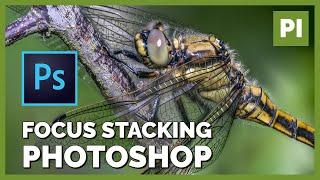 Maximale Schärfe bei Insektenfotos - Focus Stacking Teil 2 - Adobe Photoshop
