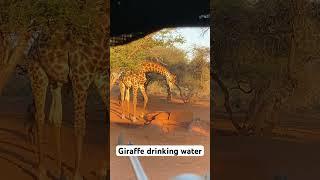 Giraffe drinking water.. #hunting #wildafrica #africonwildline #wildlife #animals