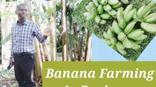 Banana Farming Business in Kenya #businessinkenya #farminginKenya