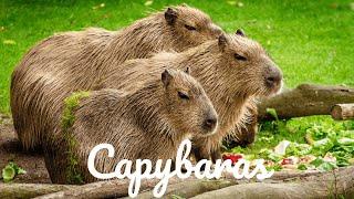 Relaxing Music For Stress Relief - Capybaras - 3 HOURS of Calming Meditation Study Sleep Music