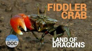 Fiddler Crab. Land of Dragons  Nature - Planet Doc Full Documentaries