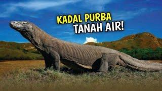 KOMODO - Kadal Raksasa Asli Tanah Air #savekomodo