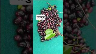 जामुन खाने का क्या मजा आ गया वाह  Jamun fruit #healthy #shorts#food #viral