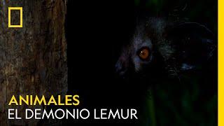 El demonio lemur  NATIONAL GEOGRAPHIC ESPAÑA