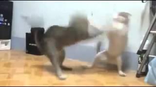 best funny cat fight boxing