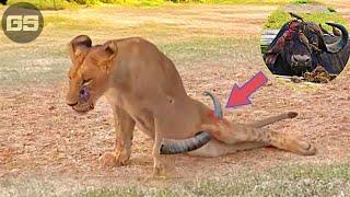 30 Painful Moments Injured Lion Fights Wild BuffaloThe Hunter Fails Before The Ferocious Prey