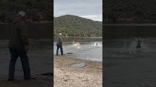 Man Rescues His Drowning Dog