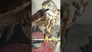 ready to fly#birds #shikra #sparrowhawk #goshawk #shikrahunting #goshawkhunting #falcon #eagle