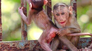 Baby Monkey Fun  Monkey Comedy  Funniest Animals  Top Funny Video  Bandar Bandariya Ka khel