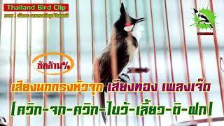 เสียงนกกรงหัวจุก เสียงทอง เพลงเจ็ด ควิก-จก-ควิก-ไขว้-เลี้ยว-ติ-ฝก Thailand Bird Clip  นายนกกรง
