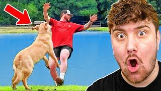 Try Not To Laugh Challenge - Funny Pet Videos Compilation