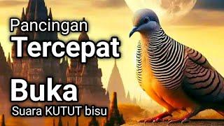 PERKUTUT LOKAL GACOR suara besar - BIANG PANCINGAN