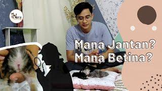 CARA MEMBEDAKAN JENIS KELAMIN KUCING KETIKA MASIH BAYI