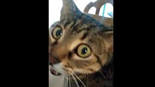Cat gets caught by surprise and says ah instead of meow