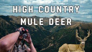 High Country Mule Deer Hunt  Colorado Mule Deer Hunt  Velvet Mule Deer Hunting