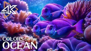 Aquarium 4K Breathtaking Coral Reef Fish in Ultra HD - Tranquil Meditation Music