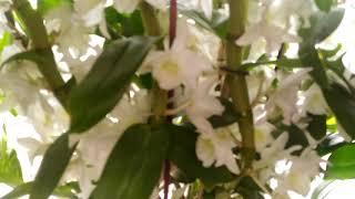 Белоснежные орхидеиНобиле как всегда радуетПышное цветение Дендробиум Нобиле