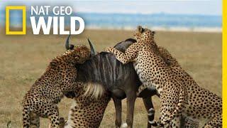Cheetahs Takedown a Wildebeest  The Way of the Cheetah