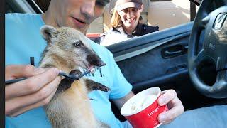 Taking My Baby Coati through the Drive Thru