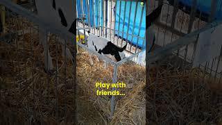 Poor baby calf just wants to play