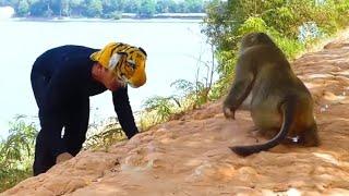 Fake Tiger Prank Monkey What is happening Real Monkey VS Crazy Man  Funny Video #monkeylover 2023