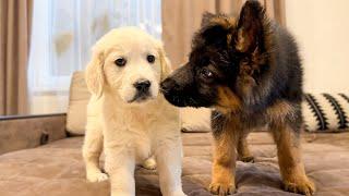 German Shepherd Puppy Meets Golden Retriever Puppy for the First Time