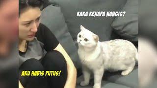 Lucu & Menggemaskan Reaksi Kucing Melihat Majikannya Menangis Karena Putus Cinta