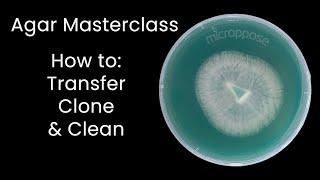Agar Masterclass How to Transfer Clone and Clean Cultures