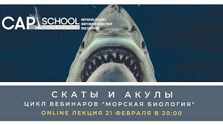 Морская биология лекция 5.Скаты и акулы.
