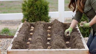 How to Plant Potatoes   Garden Answer