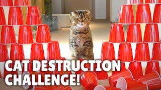 Cat Obstacle Destruction Challenge  Kittisaurus