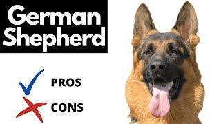 German Shepherd Pros And Cons SHOCKING